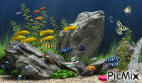 Aquarium life GIF animasi