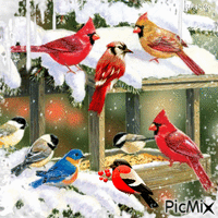 Birds in Winter/contest