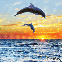 les dauphin - GIF animé gratuit
