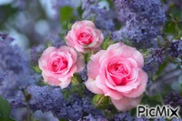 Roses and Lilac - Бесплатный анимированный гифка