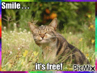 smile its free - GIF animasi gratis