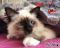 Mon chaton - Ingyenes animált GIF