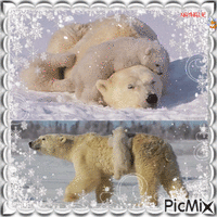 27/02/2017 Día Internacional del Oso Polar - Bezmaksas animēts GIF