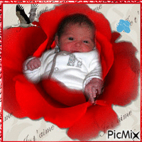 Bébé dans les roses - Δωρεάν κινούμενο GIF