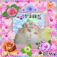 DD loves Spring