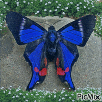 fluture - Bezmaksas animēts GIF