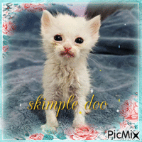 Skimple doo - 免费动画 GIF