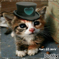 Cute Kitten - GIF animasi gratis