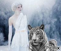 Tigre blanc - Безплатен анимиран GIF