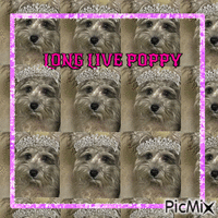 ANALIESES UGLY DOG (SORRY NOT SORRY) #TRUTHHURTS анимиран GIF