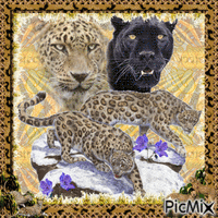 Leopards - Ilmainen animoitu GIF