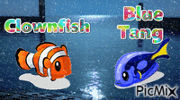 Nemo Or Dory? - 免费动画 GIF