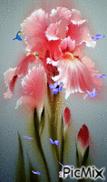 Sás virág - GIF animado grátis