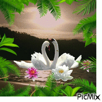 swans анимирани ГИФ