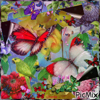 Florilège de Papillons - Kdo pour celles ou ceux qui aiment... :) - GIF animé gratuit