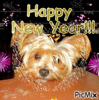 Cute yorkie Yorkshire Terrier puppy dog  Happy New Year!!! - Animovaný GIF zadarmo
