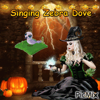 Singing zebra dove - Free animated GIF
