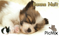 Bonsoir - 免费动画 GIF