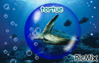 tortue - GIF เคลื่อนไหวฟรี