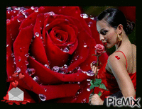 Rose rouge - couleur de la passion - GIF เคลื่อนไหวฟรี