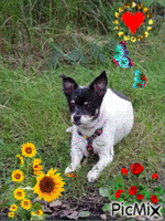 Ma petite chienne - Free animated GIF