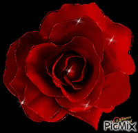 rosa rossa - Besplatni animirani GIF