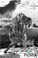 lupi che ululano - Δωρεάν κινούμενο GIF