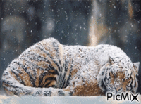 Snow Tiger - Бесплатни анимирани ГИФ