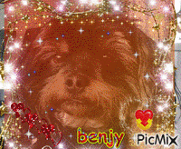 benjy - GIF animé gratuit