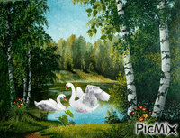 влюбленные лебеди - GIF animé gratuit