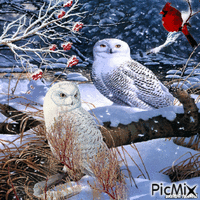 winter owl GIF animé