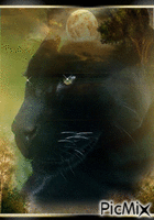 panthere - Безплатен анимиран GIF