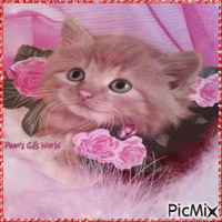 Kitten and Pink Roses - GIF animé gratuit