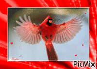 cardinal de Virginie animēts GIF