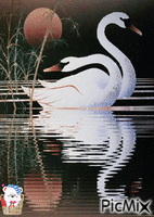 un cygne - Zdarma animovaný GIF