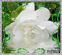 blanca rose animovaný GIF
