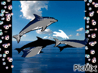 Delfin - Gratis animeret GIF