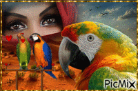 parrot animovaný GIF