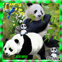 Panda 🐼🐼🐼