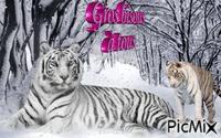 tigre - Besplatni animirani GIF