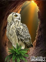 owl GIF animé