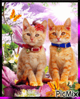 2 cute cats. - Gratis geanimeerde GIF