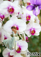 orchid - Ilmainen animoitu GIF