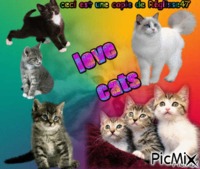 Love Cats - Kostenlose animierte GIFs