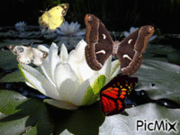 Lotus - GIF animate gratis