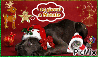 14 gg a natale 动画 GIF