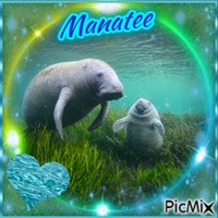 Manatee Contest - GIF animé gratuit