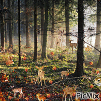 Forêt d'automne animerad GIF