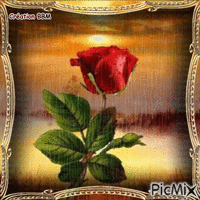 Rose rouge par BBM Animated GIF