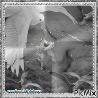les "ailes" de l'ange (bébé)... - 免费动画 GIF